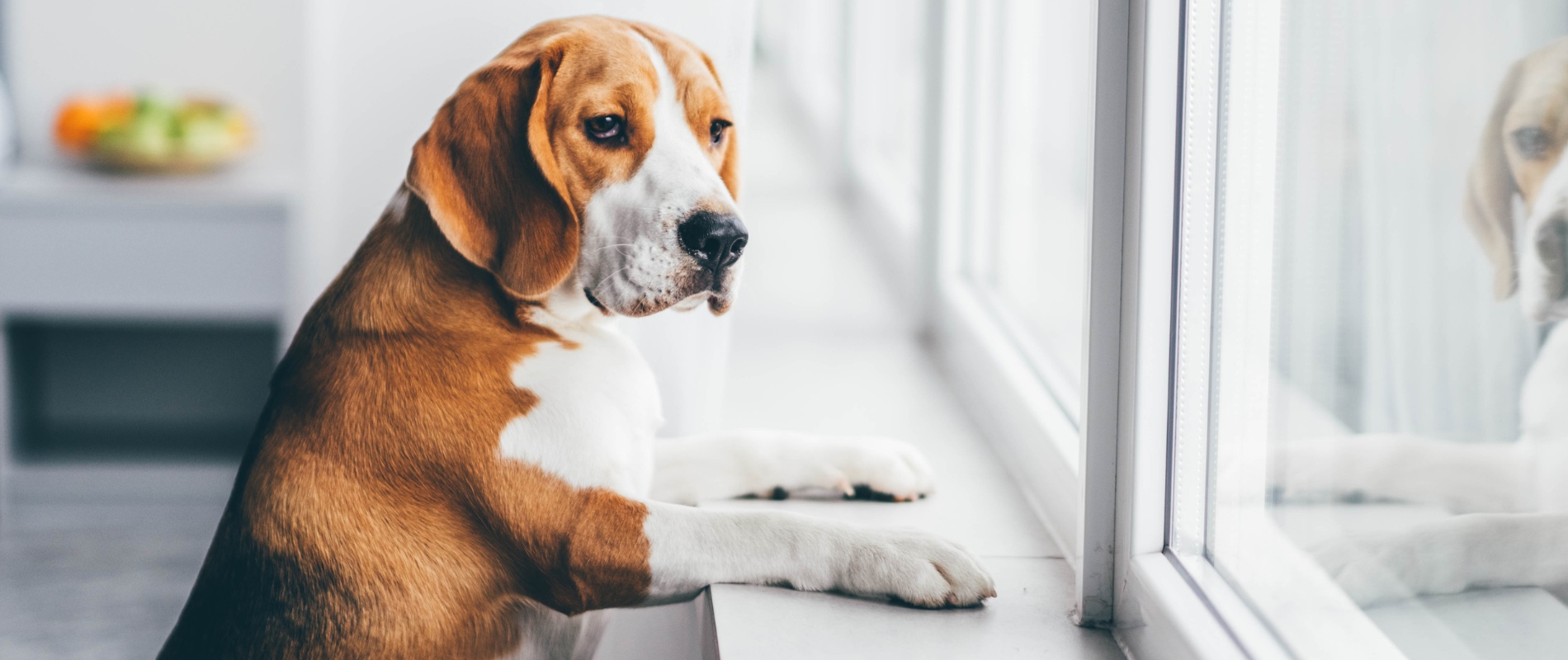 Hund, Beagle, Fensterbank