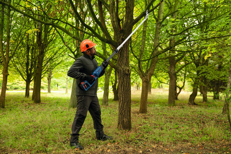 Anwendungsbild, Kettensäge, Elektrokettensäge, Baumfällung, Forstarbeit, Outdoorwerkzeug
